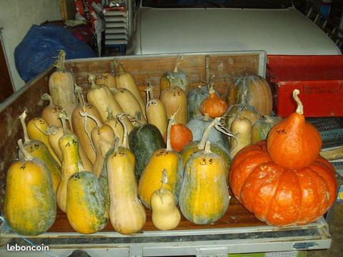 Citrouilles de mon jardin sans engrais