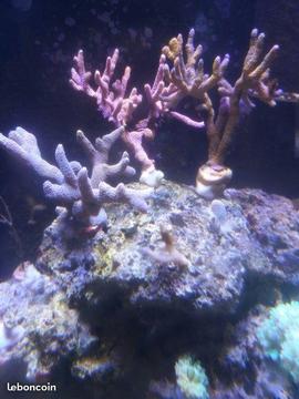 pierre recifal eau de mer coraux