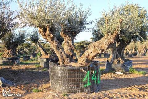 Sublimissime olivier bonzaï triple PRIX CHOC