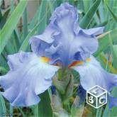 Végétaux vivaces iris des jardins LL916