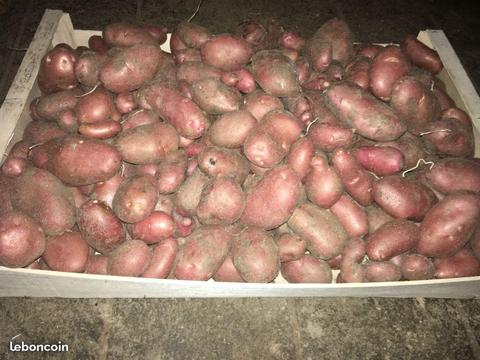 Patates 2017 pommes de terre NON TRAITEES BIO