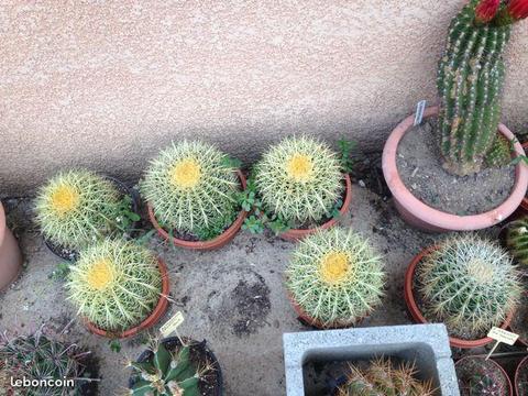 Cactées, Agaves et Aloes