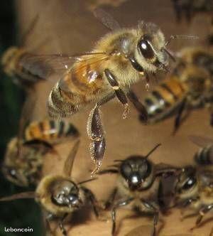 abeille dans votre jardin je le récupère gratuis