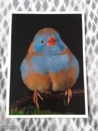 Carte postale oiseau