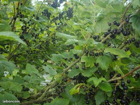 Plants de cassis