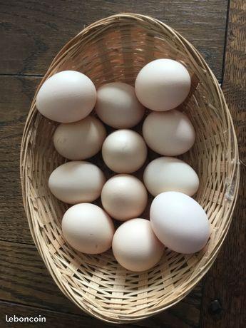 Oeufs frais de poules élevées en plein air