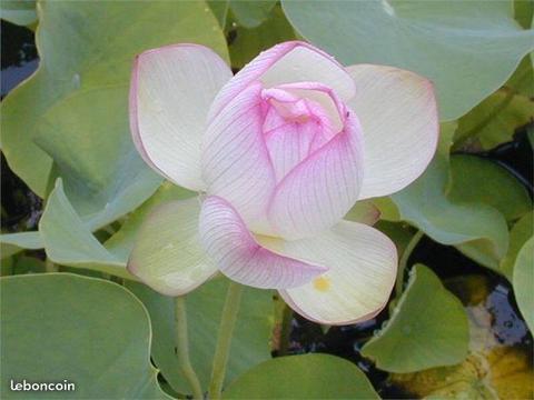 Rhizome lotus nain Chawan Basu
