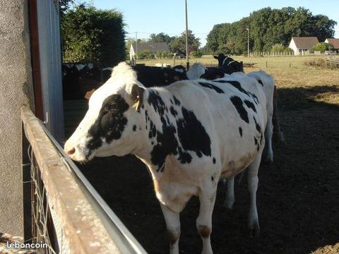 Ferme laitieres