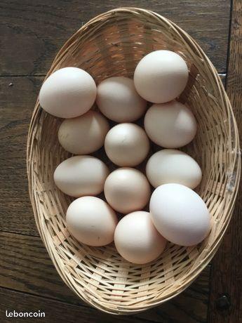 Oeufs frais de poules élevées en plein air