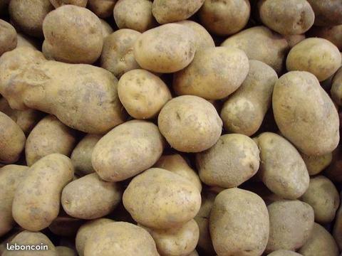 Pommes de terre BINTJE 5sacs de 25kgs pour 30e