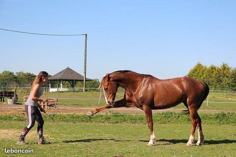 Monitrice d'équitation indépendante propose cours