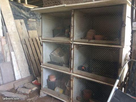 Cage à lapins