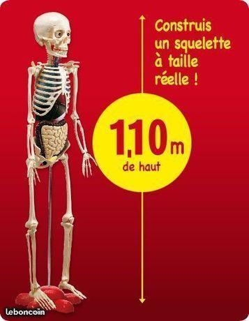 Le corps humain ( squelette )