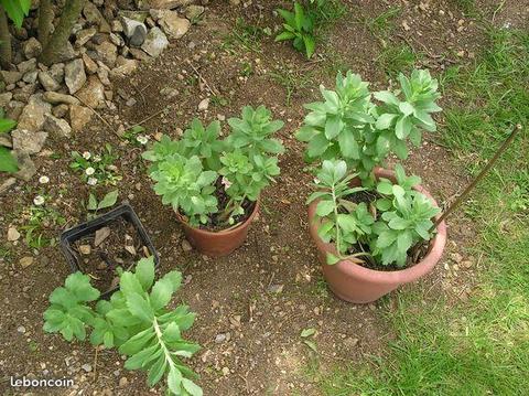 Sedum en pot