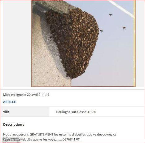 Essaim abeilles ruche miel apiculture pollen cire