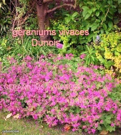 Plante geranium vivace