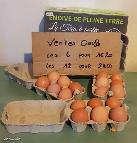 oeuf poule