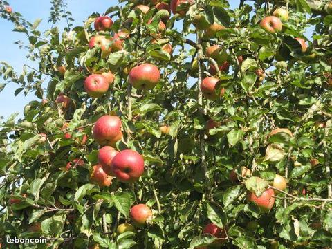 Pommes non traitees - sucrees et juteuses
