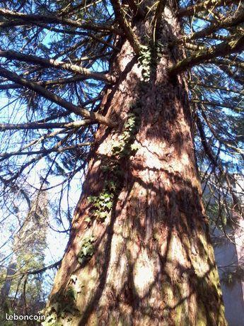 Donne séquoia