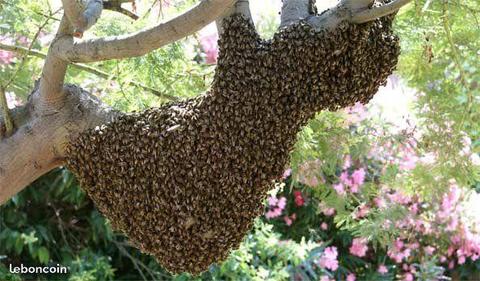 Récupère essaim abeilles