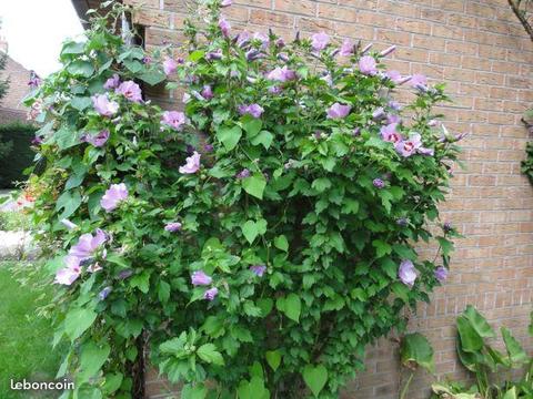 Plants d'Hibiscus de Jardin