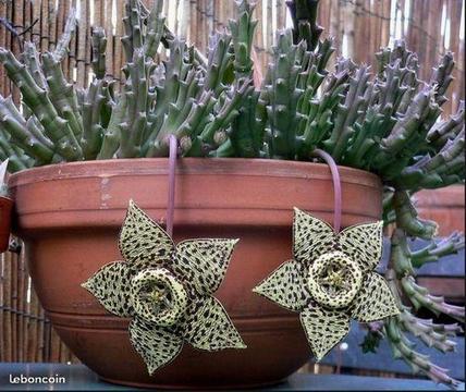 Stapelia plante grasse cactus