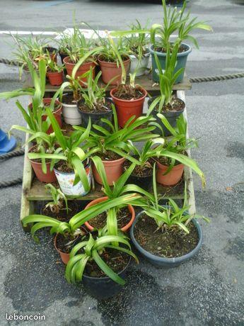 Agapanthes bleues
