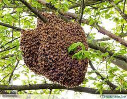 Récupère Essaims d'Abeilles gratuitement