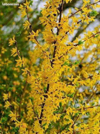 Forsythia