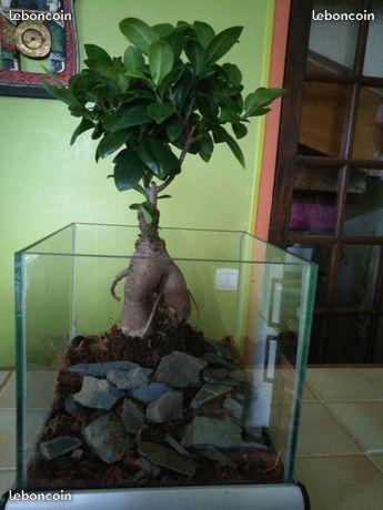 Ficus bonsaï Anne11