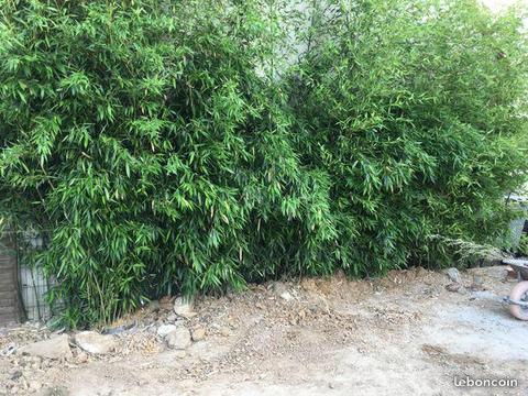 Mur de Bambou