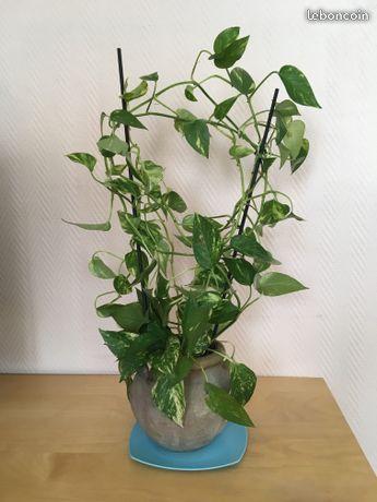 Plante Scindapsus