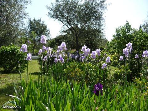 Iris bleu-violet clair et foncé