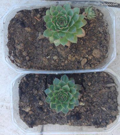 Plante : Joubarbe (succulente) - fafa.94