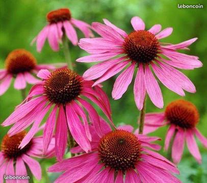 Echinacea purpurea sgdb