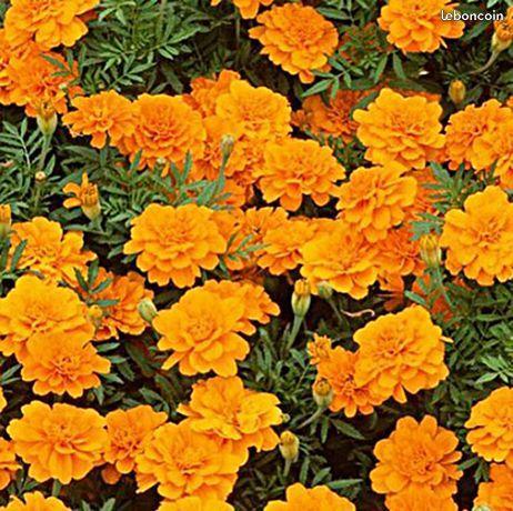 Fleurs : 500 graines d'oeillet d'inde orange uni