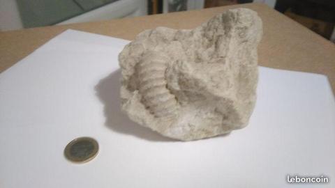 Minéraux de collection -Fossiles- Ammonites