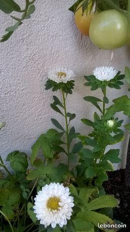 Reine marguerite blanche sgdb